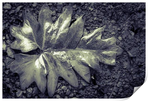 Wet leaf Print by Gareth Burge Photography