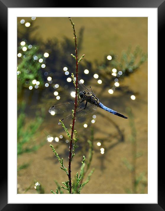 Blue Dragonfly Framed Mounted Print by Shaun Cope