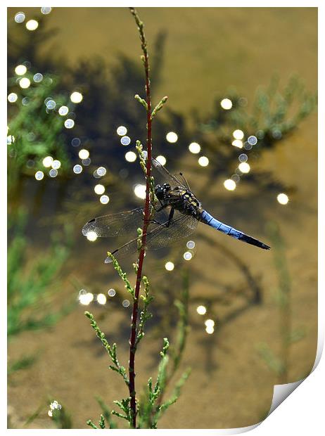Blue Dragonfly Print by Shaun Cope
