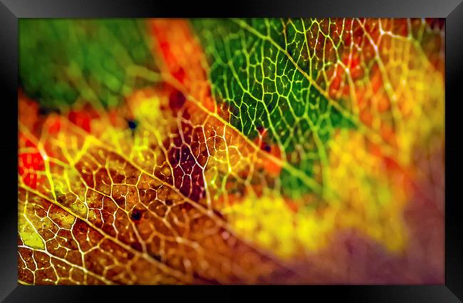 Autumn Rainbow Framed Print by Gareth Burge Photography