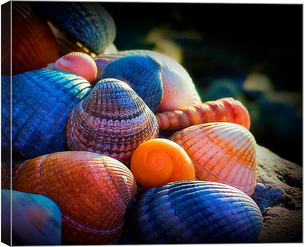 Shell island 2 Canvas Print by stewart oakes