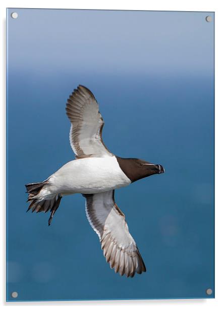 Razorbill (Alca torda) Acrylic by Gabor Pozsgai