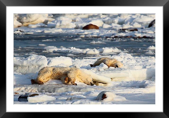 Polar Bear Mother & Cub Grooming Enthusiastically Framed Mounted Print by Carole-Anne Fooks