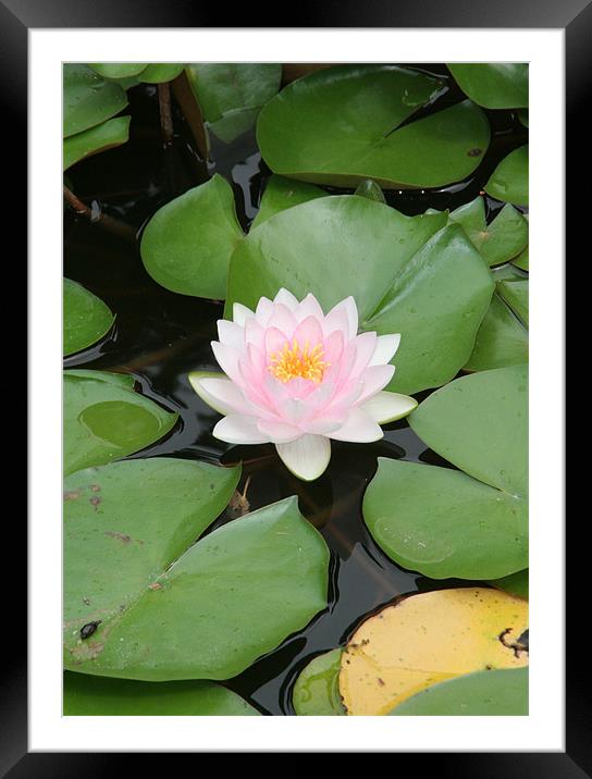 Water Lily Garden Framed Mounted Print by Sara Kemp
