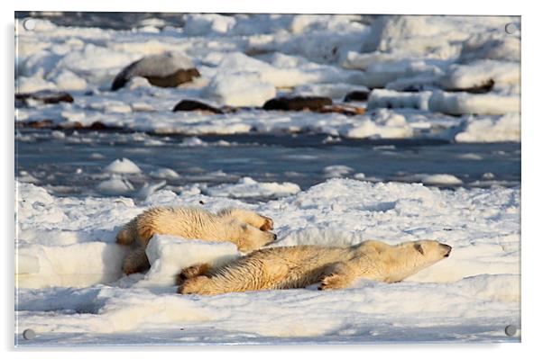 Polar Bear Mother & Cub Grooming Enthusiastically Acrylic by Carole-Anne Fooks