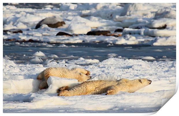 Polar Bear Mother & Cub Grooming Enthusiastically Print by Carole-Anne Fooks