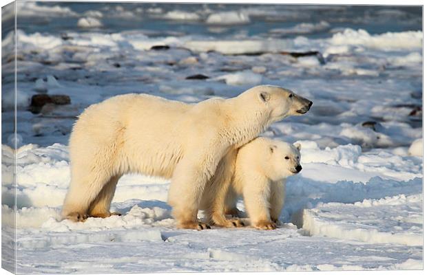 Standing Guard Over Her Cub, Churchill, Canada Canvas Print by Carole-Anne Fooks