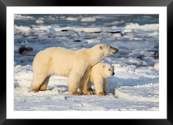 Standing Guard Over Her Cub, Churchill, Canada Framed Mounted Print by Carole-Anne Fooks