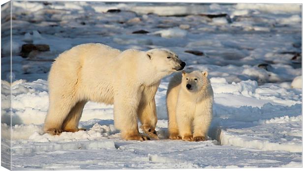 Polar Bear Mother & Cub Churchill Canada Canvas Print by Carole-Anne Fooks