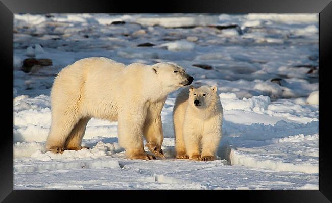 Polar Bear Mother & Cub Churchill Canada Framed Print by Carole-Anne Fooks