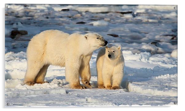 Polar Bear Mother & Cub Churchill Canada Acrylic by Carole-Anne Fooks