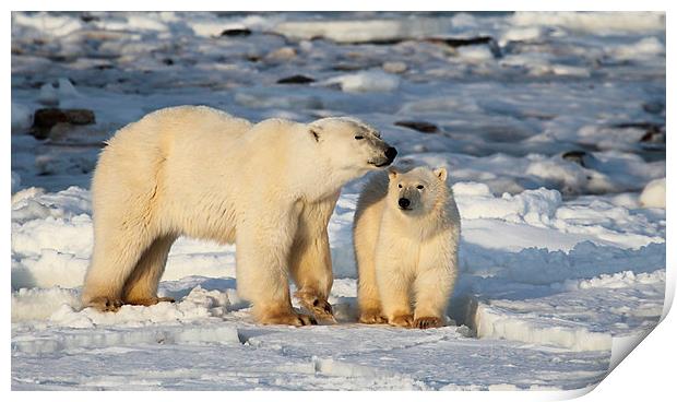 Polar Bear Mother & Cub Churchill Canada Print by Carole-Anne Fooks