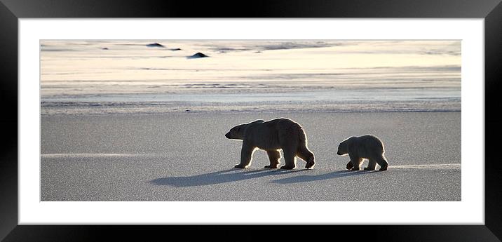 Polar Bear Mother & Cub Panorama Framed Mounted Print by Carole-Anne Fooks