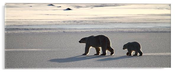 Polar Bear Mother & Cub Panorama Acrylic by Carole-Anne Fooks