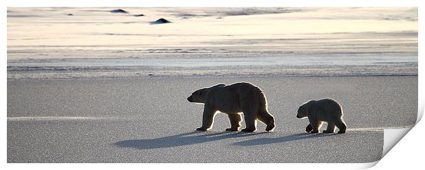 Polar Bear Mother & Cub Panorama Print by Carole-Anne Fooks