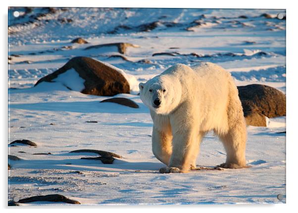 Large Male Polar Bear Acrylic by Carole-Anne Fooks