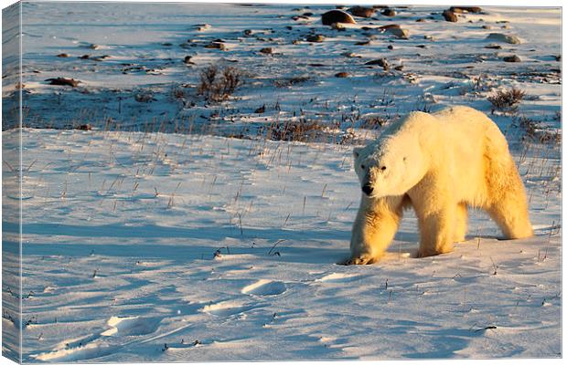 Large Male Polar Bear Canvas Print by Carole-Anne Fooks