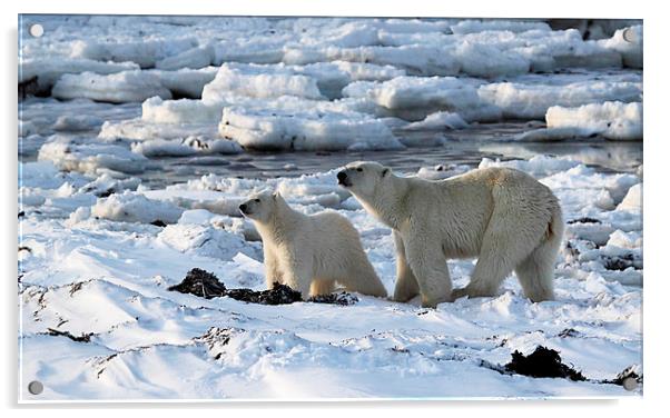 Polar Bear & Cub Tasting the Air, Canada Acrylic by Carole-Anne Fooks