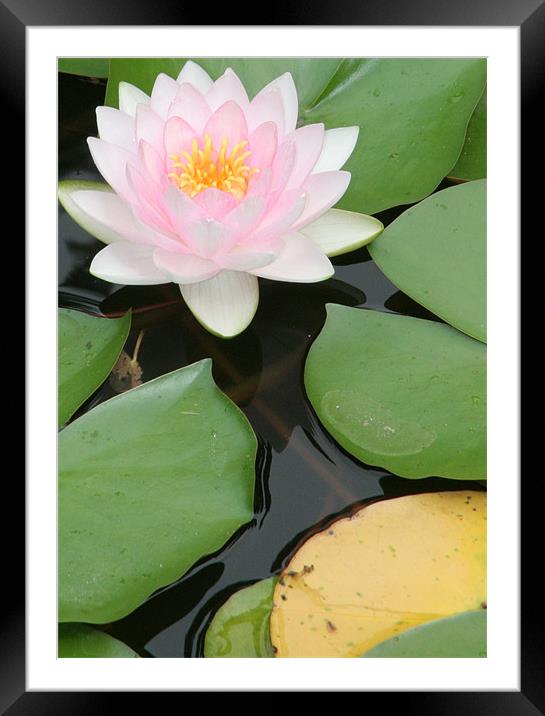 Water Lily Framed Mounted Print by Sara Kemp