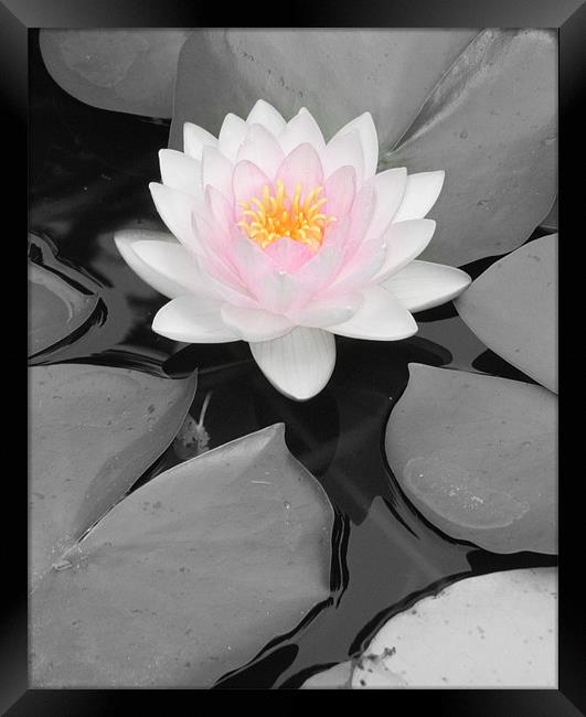 Color Focus Water Lily Framed Print by Sara Kemp