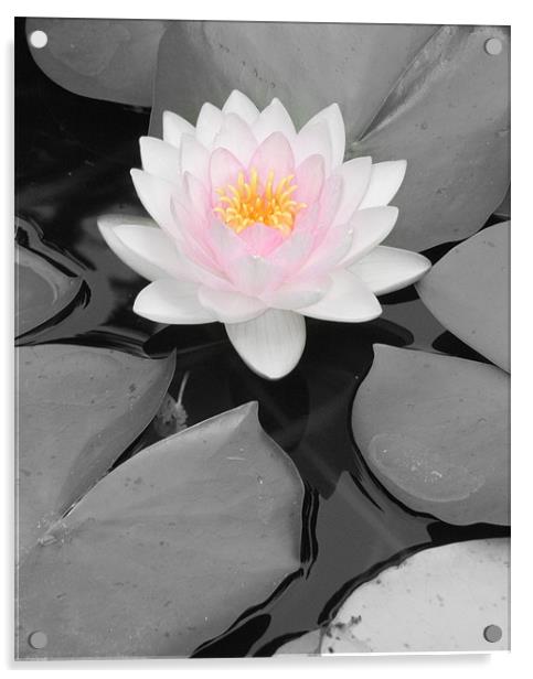 Color Focus Water Lily Acrylic by Sara Kemp