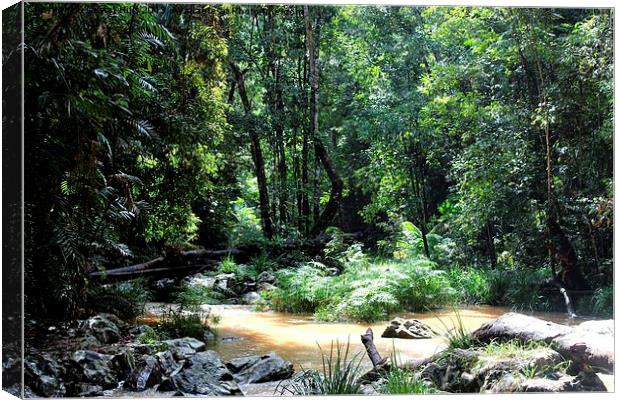Cairns Rainforest Canvas Print by Cristal Hills
