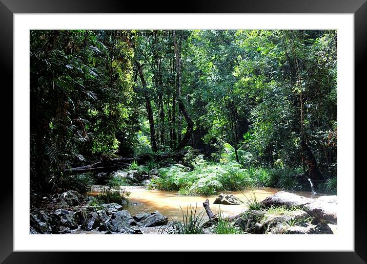 Cairns Rainforest Framed Mounted Print by Cristal Hills