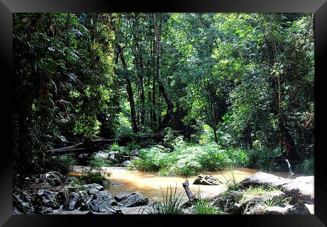 Cairns Rainforest Framed Print by Cristal Hills