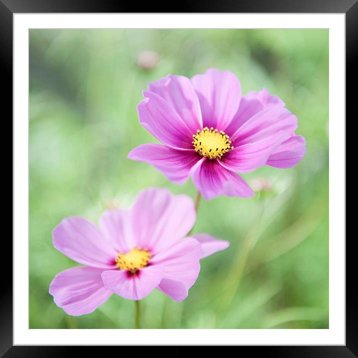 Two Purple Cosmos Flowers Framed Mounted Print by Helen Northcott