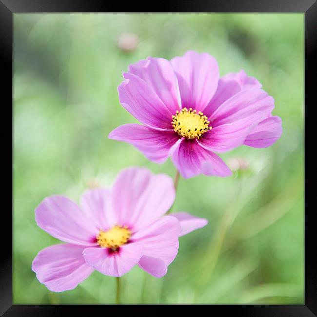 Two Purple Cosmos Flowers Framed Print by Helen Northcott