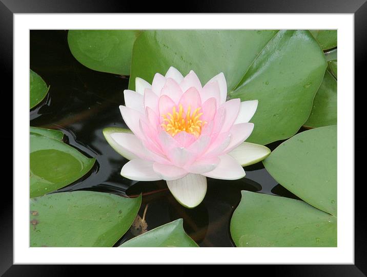 Water Lily Focus Framed Mounted Print by Sara Kemp