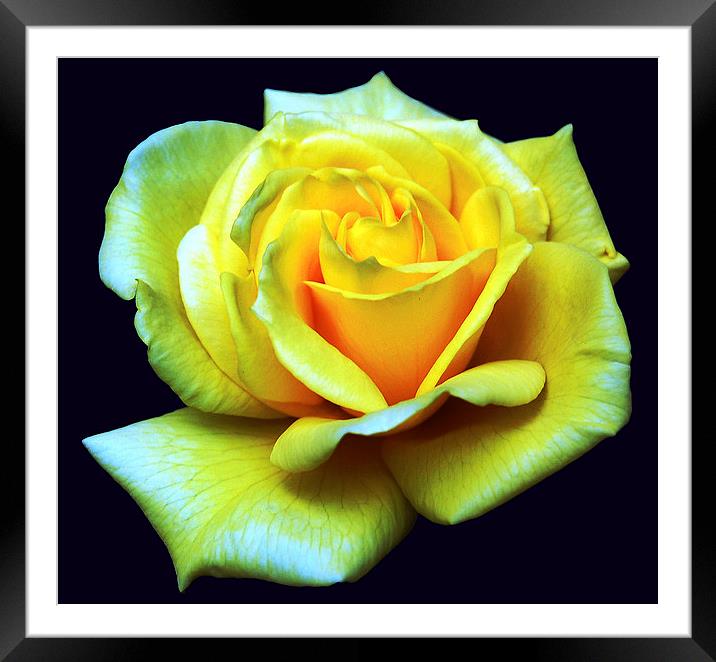 Yellow Rose Framed Mounted Print by james balzano, jr.