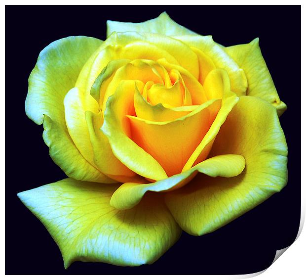 Yellow Rose Print by james balzano, jr.