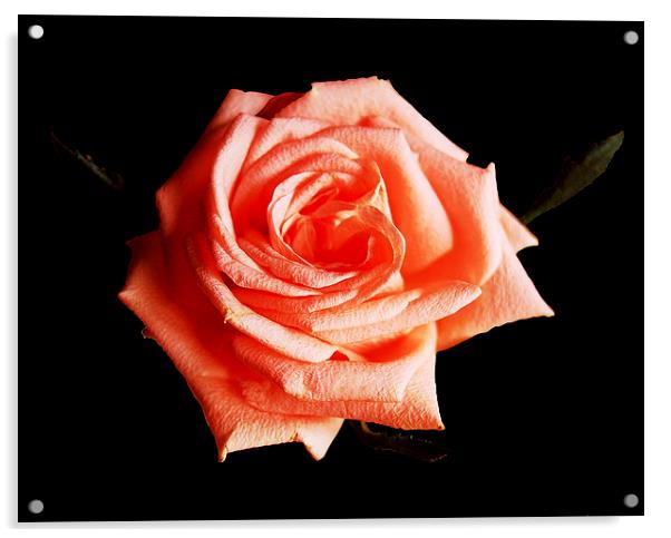 Red Rose Acrylic by james balzano, jr.