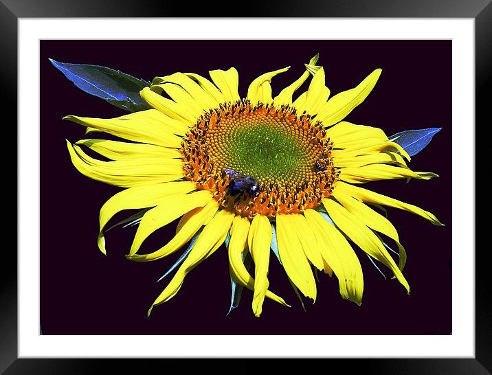 Fly on Sunflower Framed Mounted Print by james balzano, jr.