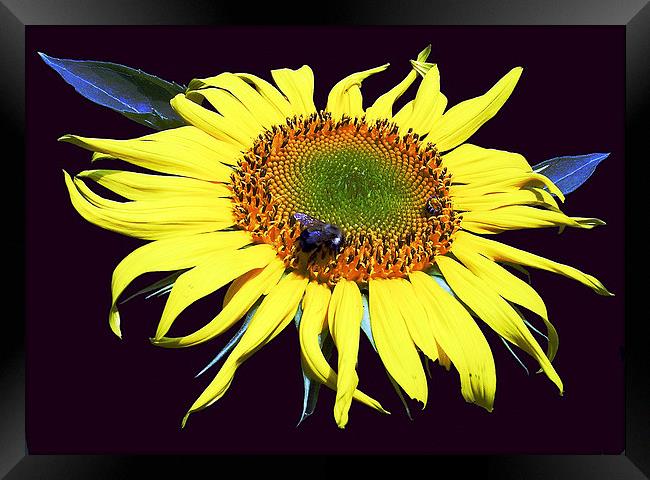 Fly on Sunflower Framed Print by james balzano, jr.