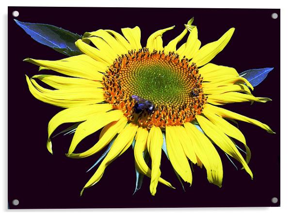 Fly on Sunflower Acrylic by james balzano, jr.