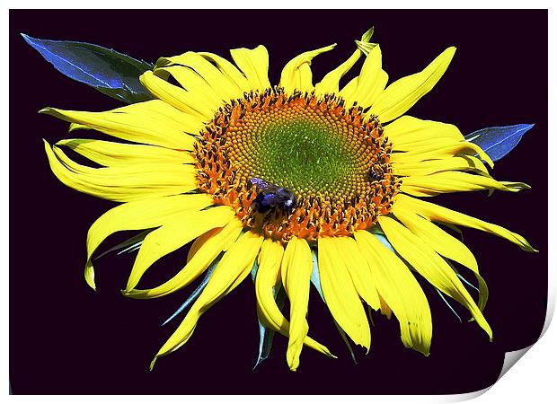 Fly on Sunflower Print by james balzano, jr.