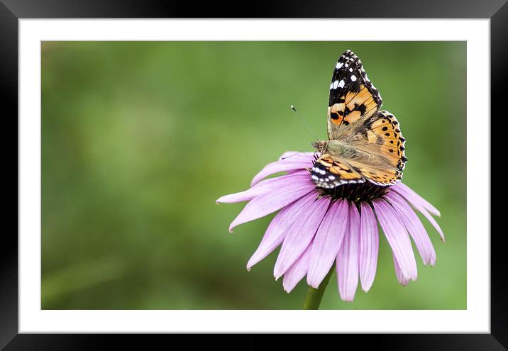 Butterfly on Cornflower Framed Mounted Print by Judith Parkyn