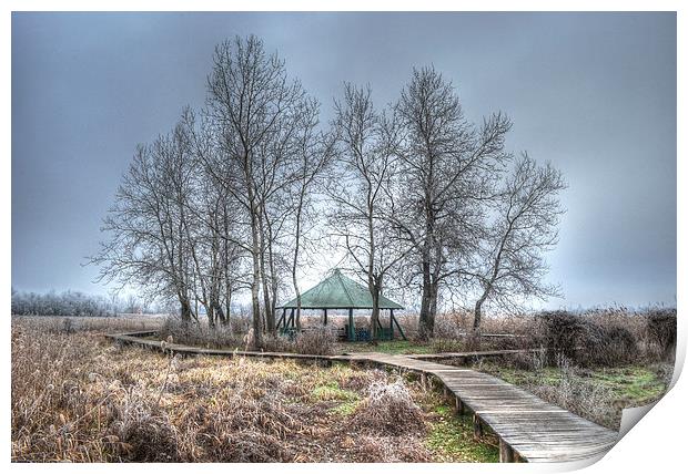 Frosty shelter in the reeds Print by Levente Baroczi