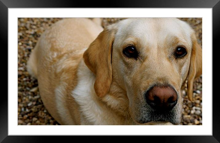 Labradors love Framed Mounted Print by Sue Bottomley