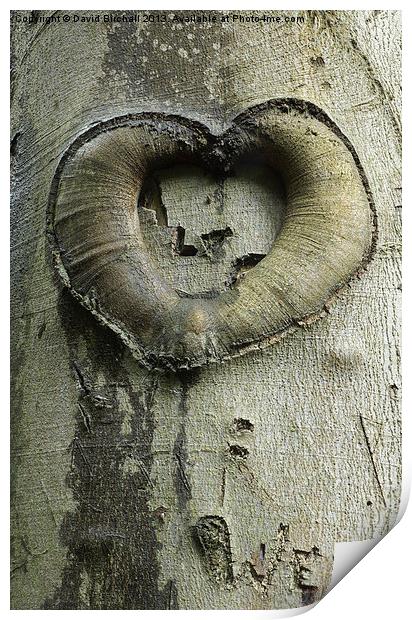 Heart Of The Forest Print by David Birchall