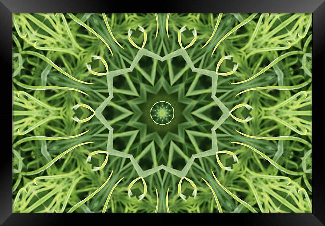 Green pattern Framed Print by Ruth Hallam