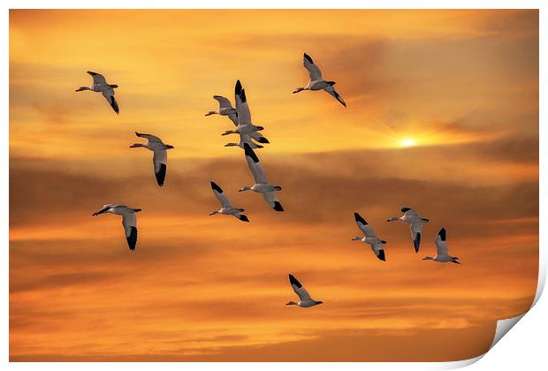 SNOW GEESE OF AUTUMN Print by Tom York