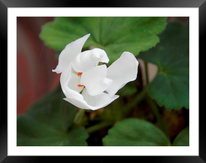 White Geranium Framed Mounted Print by Les Morris