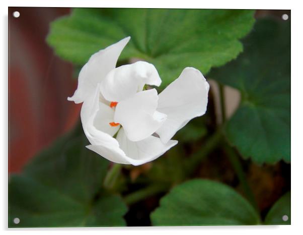 White Geranium Acrylic by Les Morris