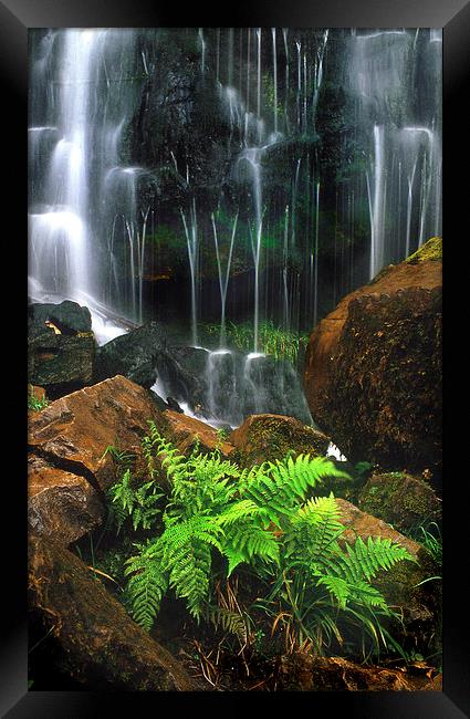 Waterfall and ferns Framed Print by Leighton Collins