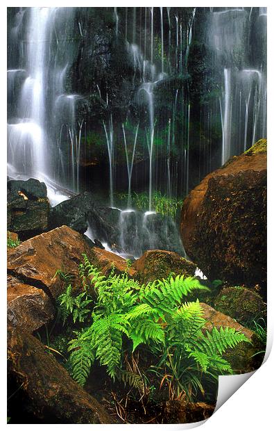 Waterfall and ferns Print by Leighton Collins