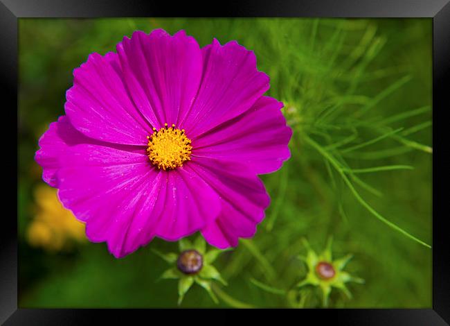 Single Purple Cosmos Flower Framed Print by Helen Northcott