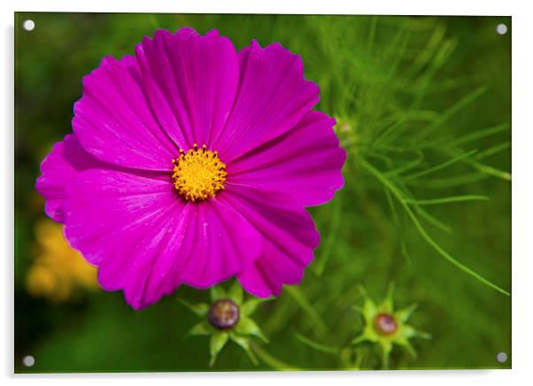 Single Purple Cosmos Flower Acrylic by Helen Northcott